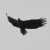 Haliaeetus albicilla
